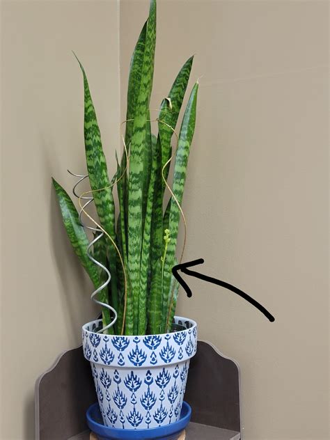 Snake Plant FLOWERING?! 🤯🐍🚨 : r/plants