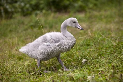 Baby Bird of a Swan Close Up in Sunny Day Stock Photo - Image of swim ...