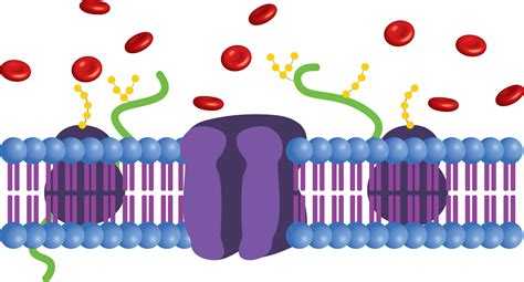 Lipophilicity Determination of Energy-Enhancing, Nootropic Supplements | Native Science Report