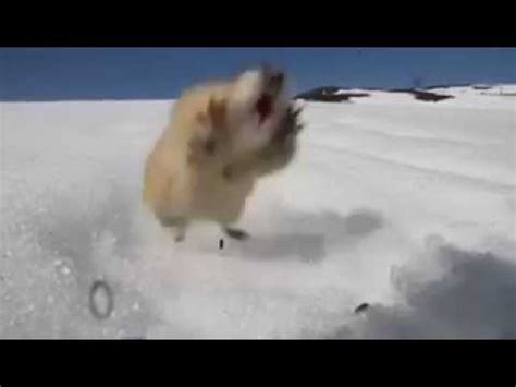 Fearless Norwegian lemming screams at predator - YouTube