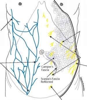 Superficial Epigastric Vein - Abdominal Wall - RR School Of Nursing