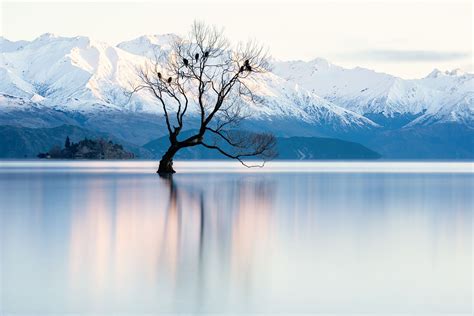 That Wanaka Tree - Lauren Bath