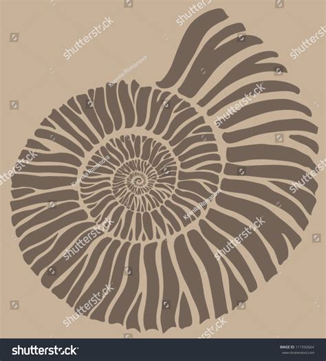 Ammonite Shell Stock Vector 111592664 - Shutterstock