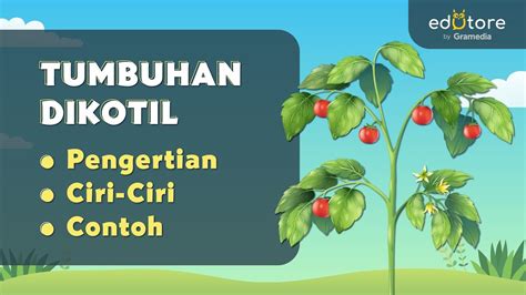 Tumbuhan Dikotil - Pengertian, Ciri, dan Contoh #BelajarDiRumah - YouTube