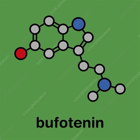 Bufotenin molecule, illustration - Stock Image - F030/5070 - Science ...