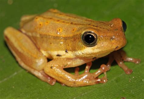 Using new techniques to track Kenya's disappearing amphibians