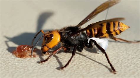 For the first time in America ... a nest of killer giant hornets was ...