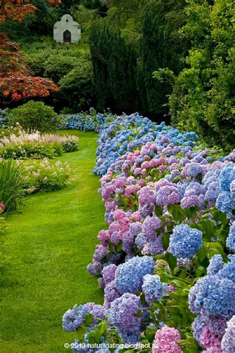 Get Ready For Spring By Dreamy Hydrangea Gardens - GODIYGO.COM