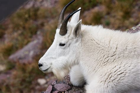 File:Mountain Goat, Logans Pass (4176998546).jpg - Wikimedia Commons