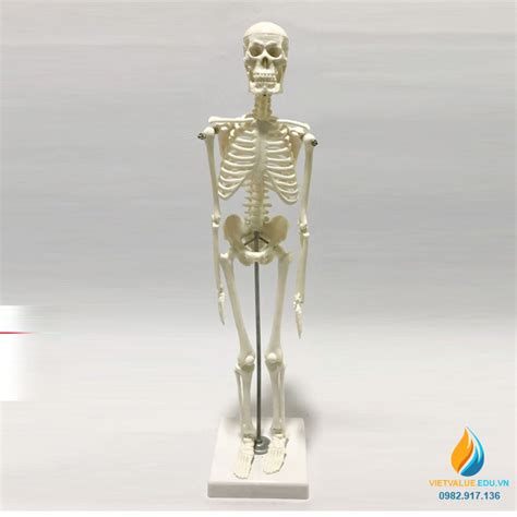 Bộ sưu tập hình xương người cực chất full 4K có hơn 999+ mẫu ảnh