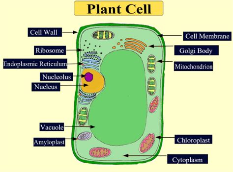 Mitochondria In Plant Cell