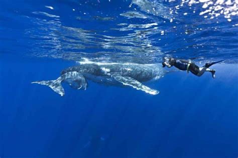 Humpback Whale Breeding, Breading of Humpback Whales