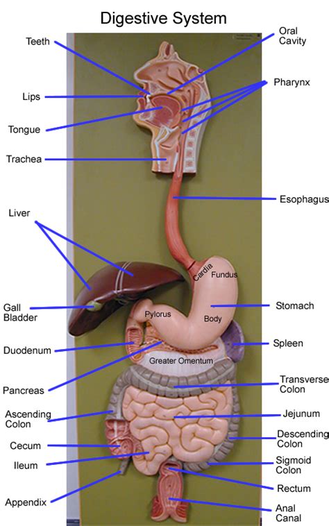 Abdo anatomy | Human digestive system, Medical anatomy, Digestive ...