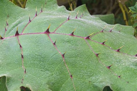 Naranjilla Plant Leaf with Spines Stock Photo - Image of solanum, quitoense: 110329364