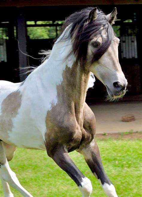 Buckskin tobiano Paso Fino stallion, Sequie de Estaban. photo: Moondance Walking Horses. | Horse ...