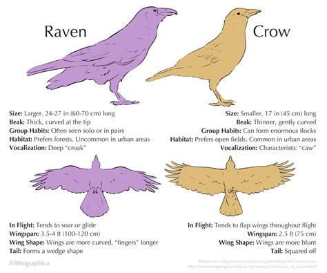 Science Fact Friday: Raven or Crow? by Alithographica on DeviantArt