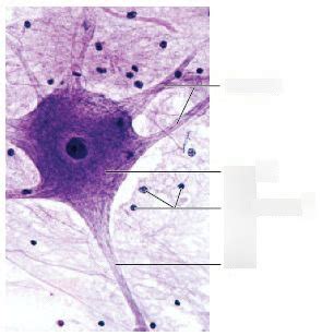 neuron microscope Diagram | Quizlet