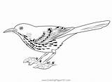 Brown Thrasher 11 Coloring Page For Kids  Free Mockingbirds Printable sketch template