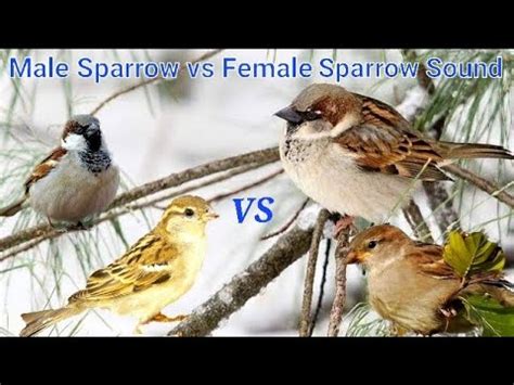 Male Sparrow Sound vs Female Sparrow Call - YouTube