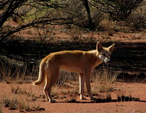 Ten Canoes (the Movie) and Dingo Research - The Seeker, Magi Nams