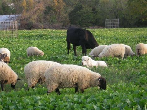 Add Diversity to Your Pastures with Multispecies Grazing - Cornell Small Farms