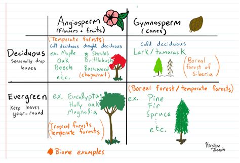 Temperate Deciduous Forest | World Biomes (2023)