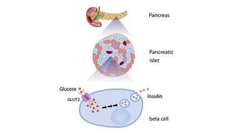 Beta Cells and Diabetes - TheDiabetesCouncil.com