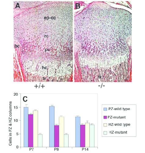 Histological structure of the epiphyseal plate. (A,B) Haematoxylin and... | Download Scientific ...