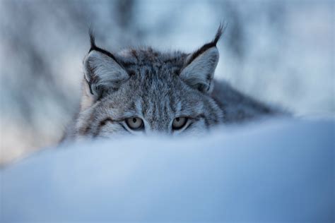 Download Animal Lynx HD Wallpaper