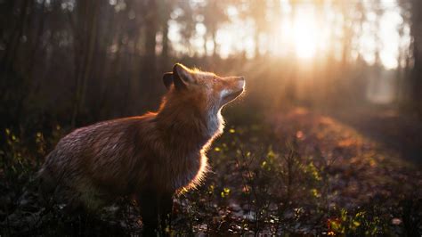 3840x2160 Fox Outdoor 4K ,HD 4k Wallpapers,Images,Backgrounds,Photos and Pictures