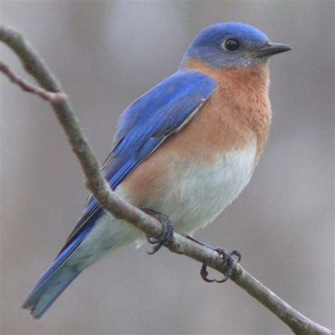 Eastern Bluebird | Sialia sialis | Bird