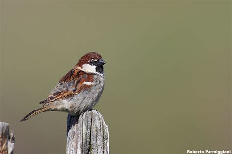 Passer italiae (italian sparrow--passero d'Italia) photo - robertoparmiggiani photos at pbase.com