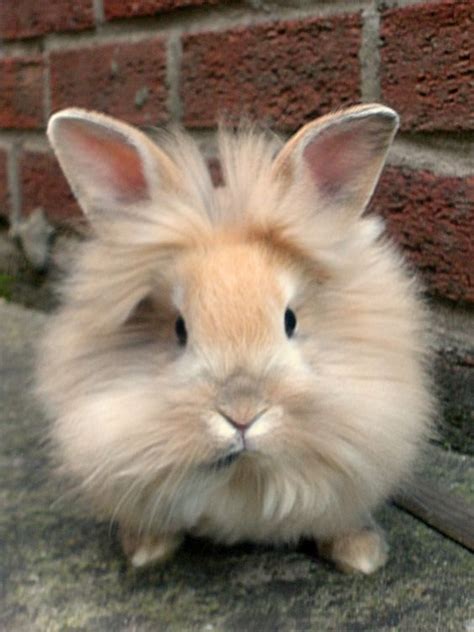 18 Fluffy Bunnies That Are Just Too Cute To Handle - TheThings