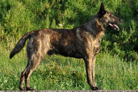 Dutch Shepherd Dog Breed Information - American Kennel Club