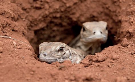 The Jamaican Iguana Will Soon Have a Permanent Home on Goat Islands - Global Wildlife Conservation