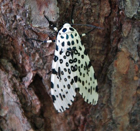 Giant Leopard Moth Habitat