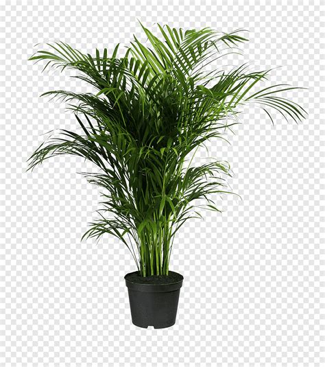 Howea forsteriana Ravenea Areca palm Houseplant, potted plants, green ...