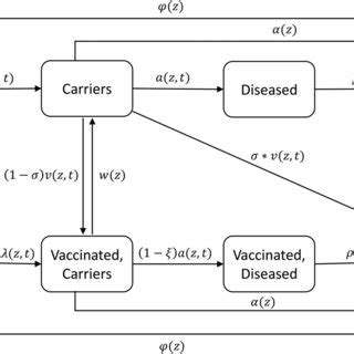 Diagram of the model for Neisseria meningitidis group A transmission ...