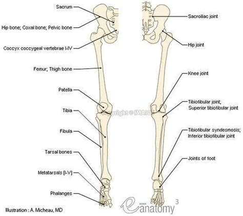 Pictures Of Bones Of The Lower Extremities