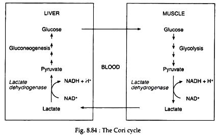 Cori Cycle (With Diagram) | Biochemistry