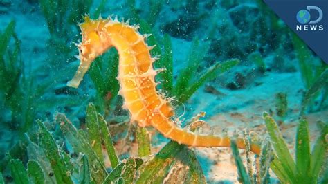 Are Seahorses Predators Or Prey? The 10 Detailed Answer ...