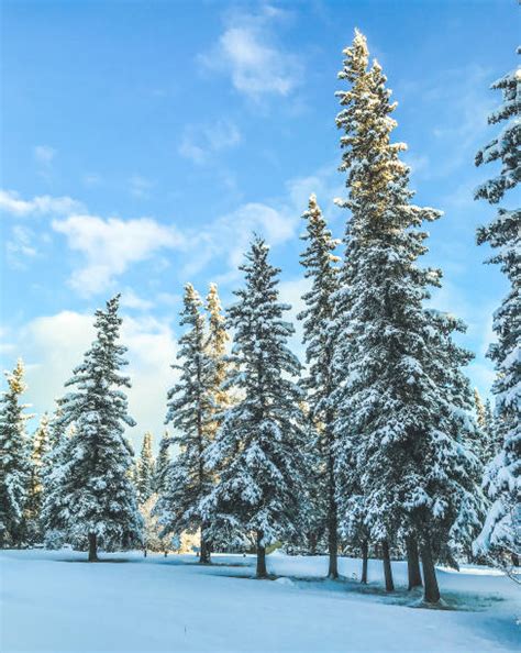 300+ Alaska Black Spruce Tree Snow Stock Photos, Pictures & Royalty ...