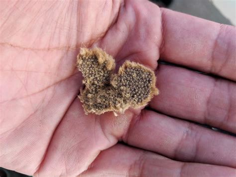 Houston CBP finds Asian Gypsy Moths and Egg Masses on international vessel. - Customs, Import ...