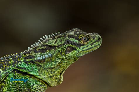 Philippine Sailfin Lizard – Joys of Birding