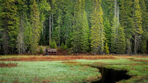 Forest Clearing, Stream, Cabin, Grass, Nature wallpaper | nature and landscape | Wallpaper Better