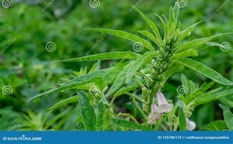 Sesame Flower And Seeds On Tree. (Sesamum Indicum Plant Royalty-Free Stock Image | CartoonDealer ...