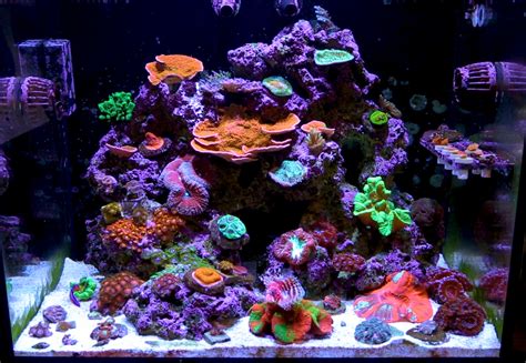 Reef Tank Lighting Schedule - What's The Ideal Spectrum For Your LED lights? | Reef FAQs - Bulk ...