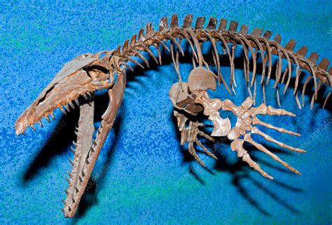 Mosasaur Fossil - Stock Image - C028/5214 - Science Photo Library