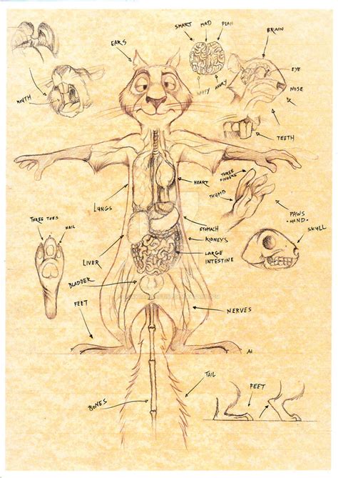 The Anatomy body of Surly squirrel by FairytalesArtist on DeviantArt