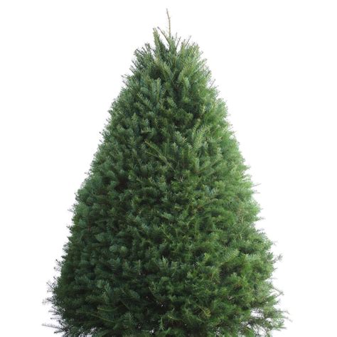 7-8-ft Fresh Douglas Fir Christmas Tree at Lowes.com